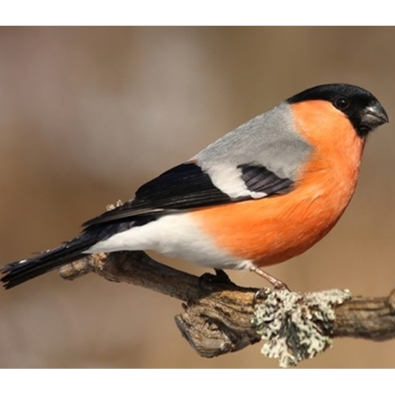 Native Finch Mix