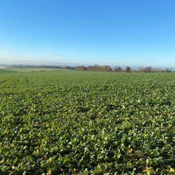 Oil Seed Rape