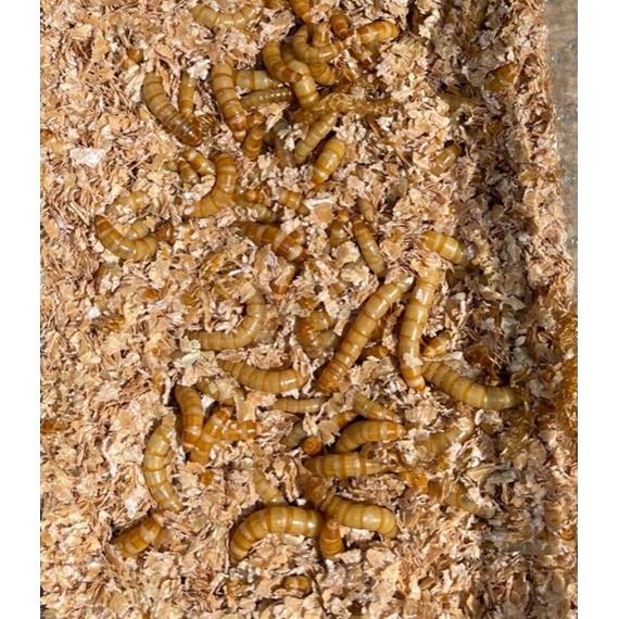 Live mealworms in bran