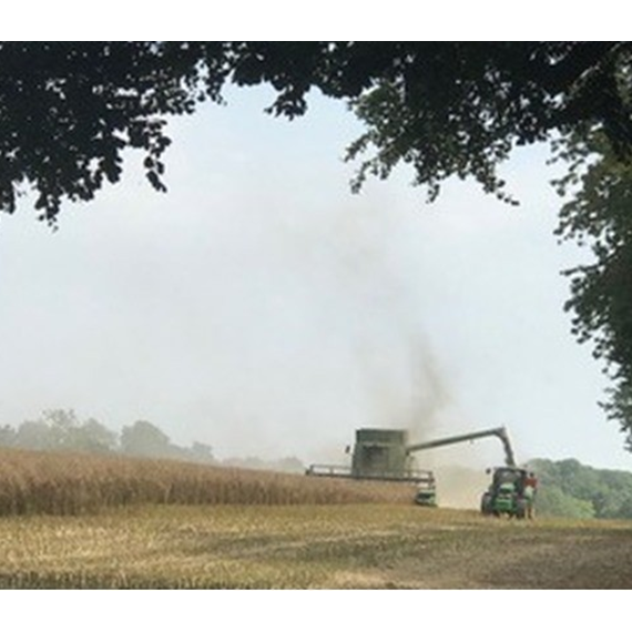 Oil Seed Rape