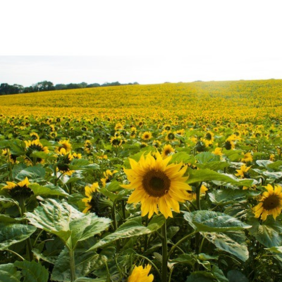 Black Sunflower Seeds 