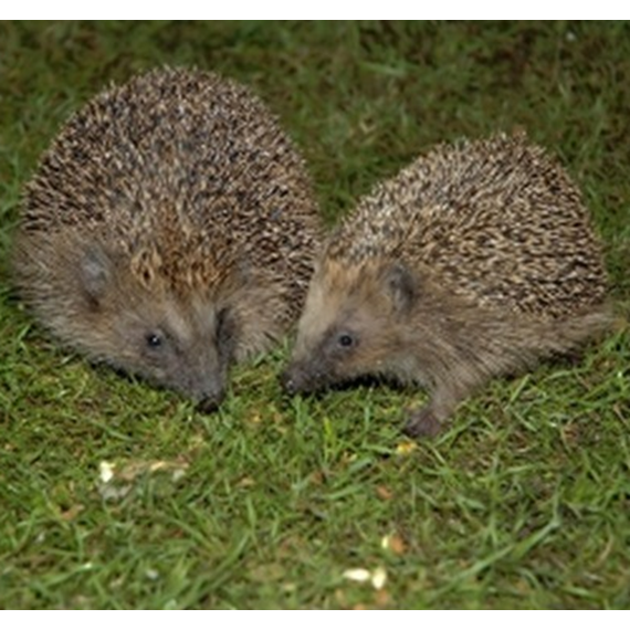 Brambles Crunchy Hedgehog Food 