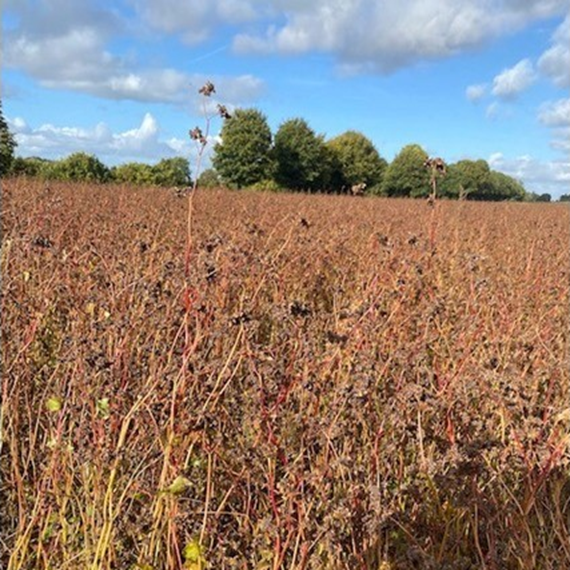 Buckwheat