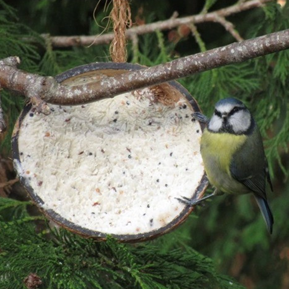 Half Coconuts with Mealworm Flavoured Suet