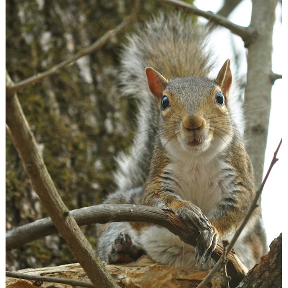 Really Wild Squirrel Food