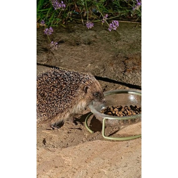 Vales Hedgehog Food