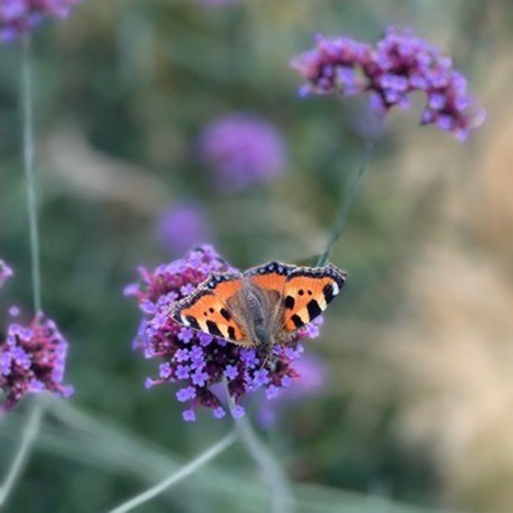 Field Guide to the Butterflies of Britain