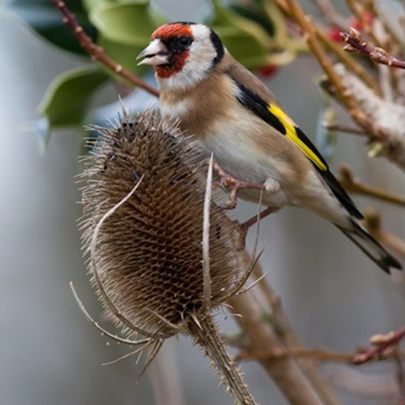 Native Finch Mix