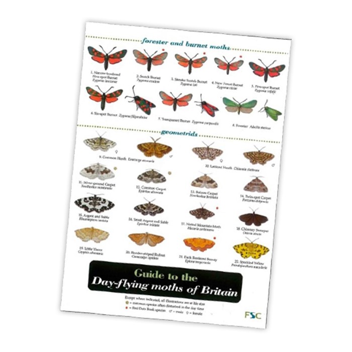 Guide To The Day Flying Moths Of Britain