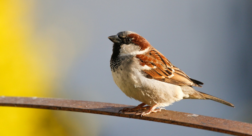 common sparrow - what birds eat millet?