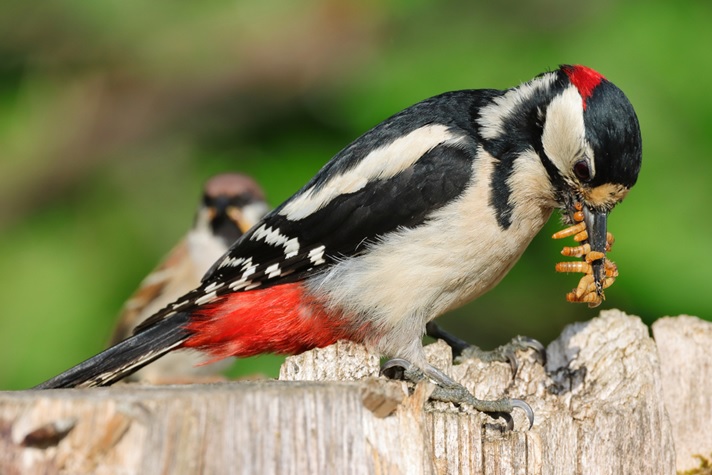 Bird eating live worms