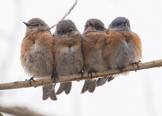 Huddled birds keeping warm in winter