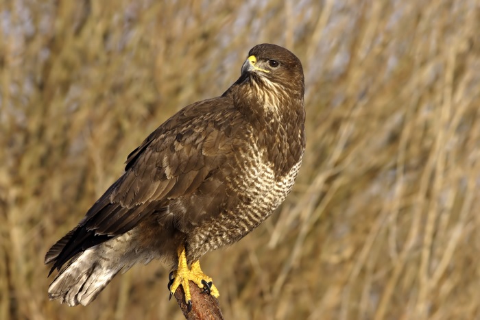 Buzzard