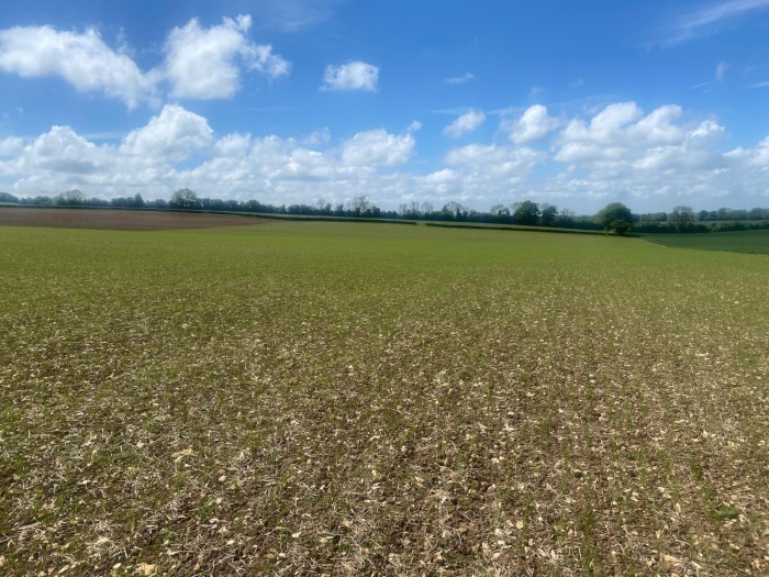 Canary seed growing on the farm