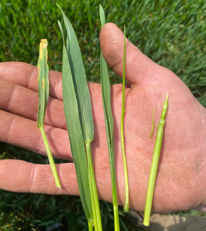 A dissected wheat tiller