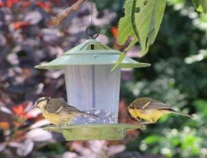 Eco Beacon Bird Feeder