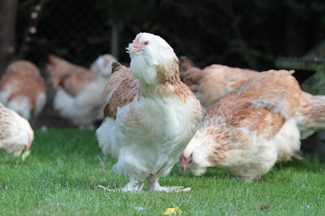 French hens