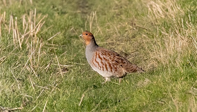 Grey partridge