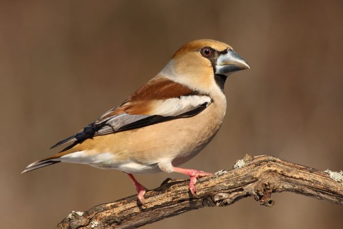 hawfinch food