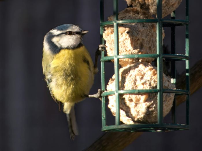 homemade bird food