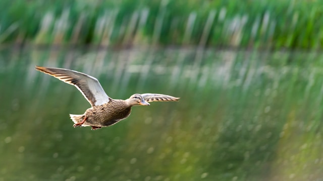 how birds fly