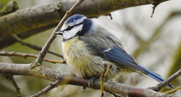 how to attract birds to your garden