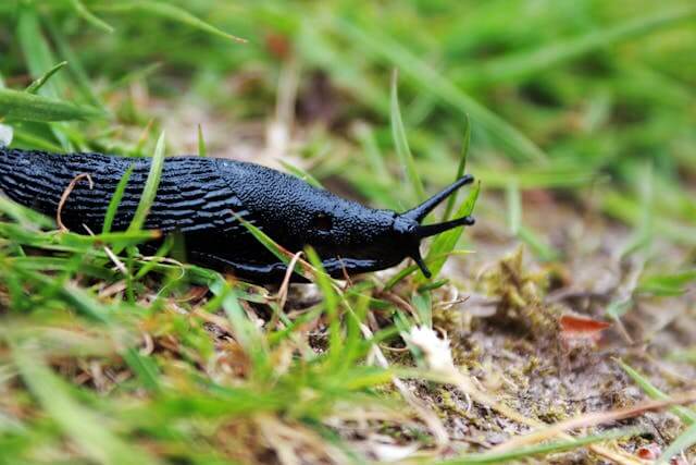 Slug in a garden