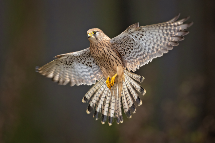 what do kestrels eat