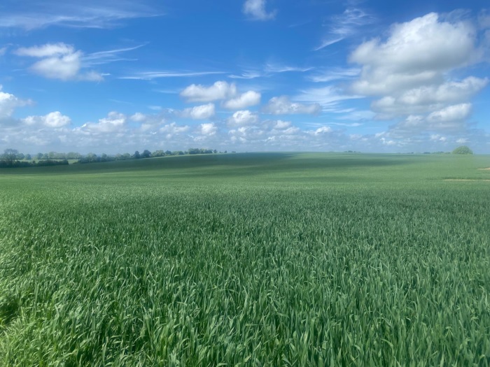 Oats growing in a field