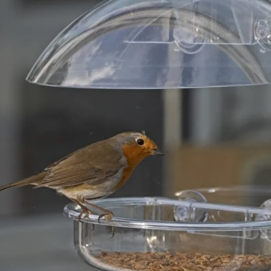 Best bird feeder for robins