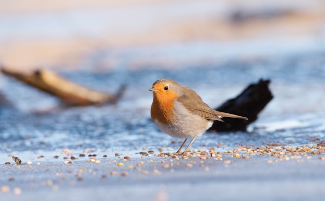 Robin looking for food