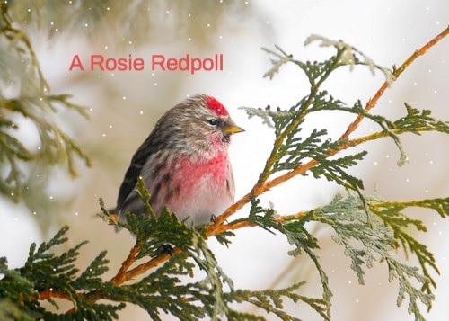 Rosie redpoll bird