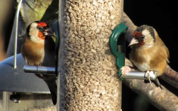 Best Sunflower Hearts Feeder