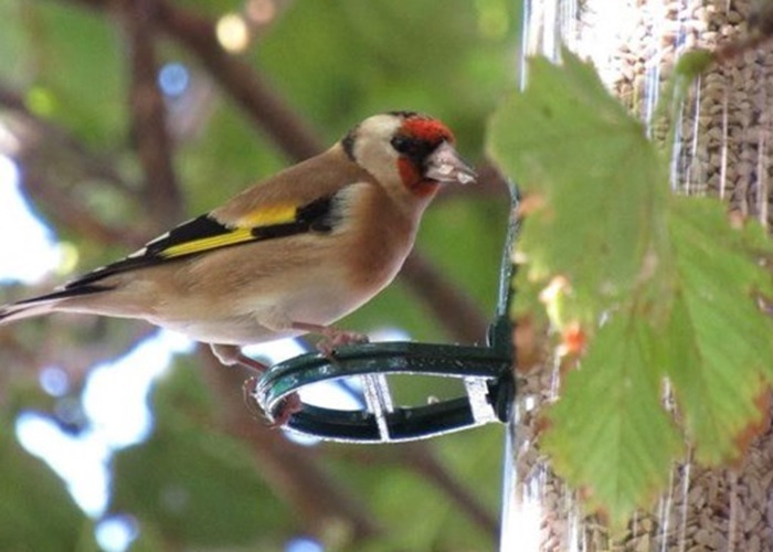 Bird eating sunflower heart chips from a feeder