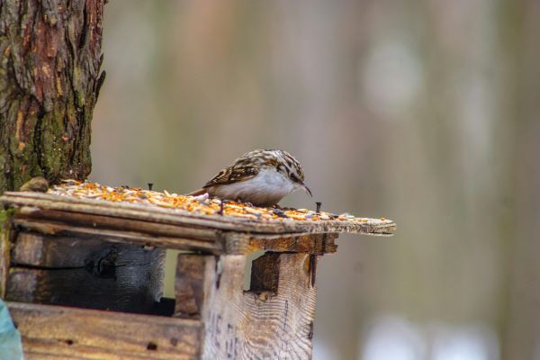 what to feed treecreepers