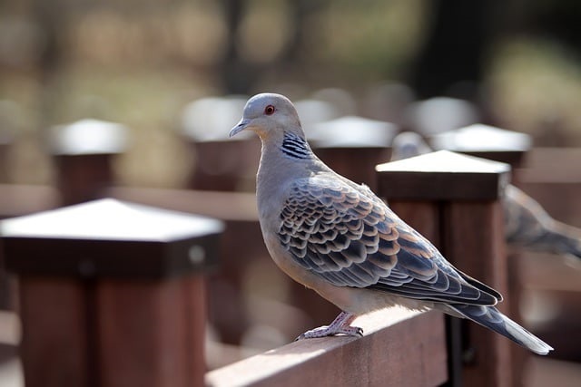 Turtle dove