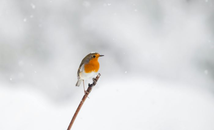 winter bird feeders